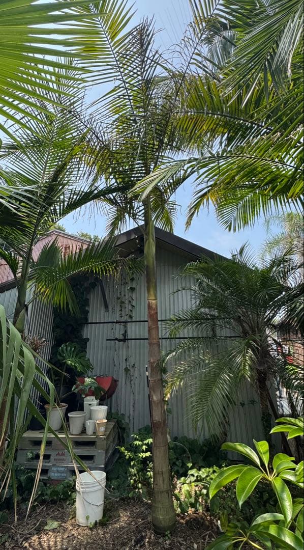 ヤシの木　約3.7M　ユスラヤシモドキ　バンガローパーム　ユスラヤシ