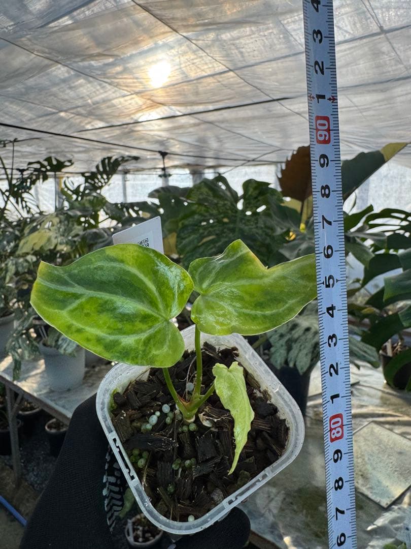 アンスリウム　ミシェル　x クリスタル　シルバー　斑入り