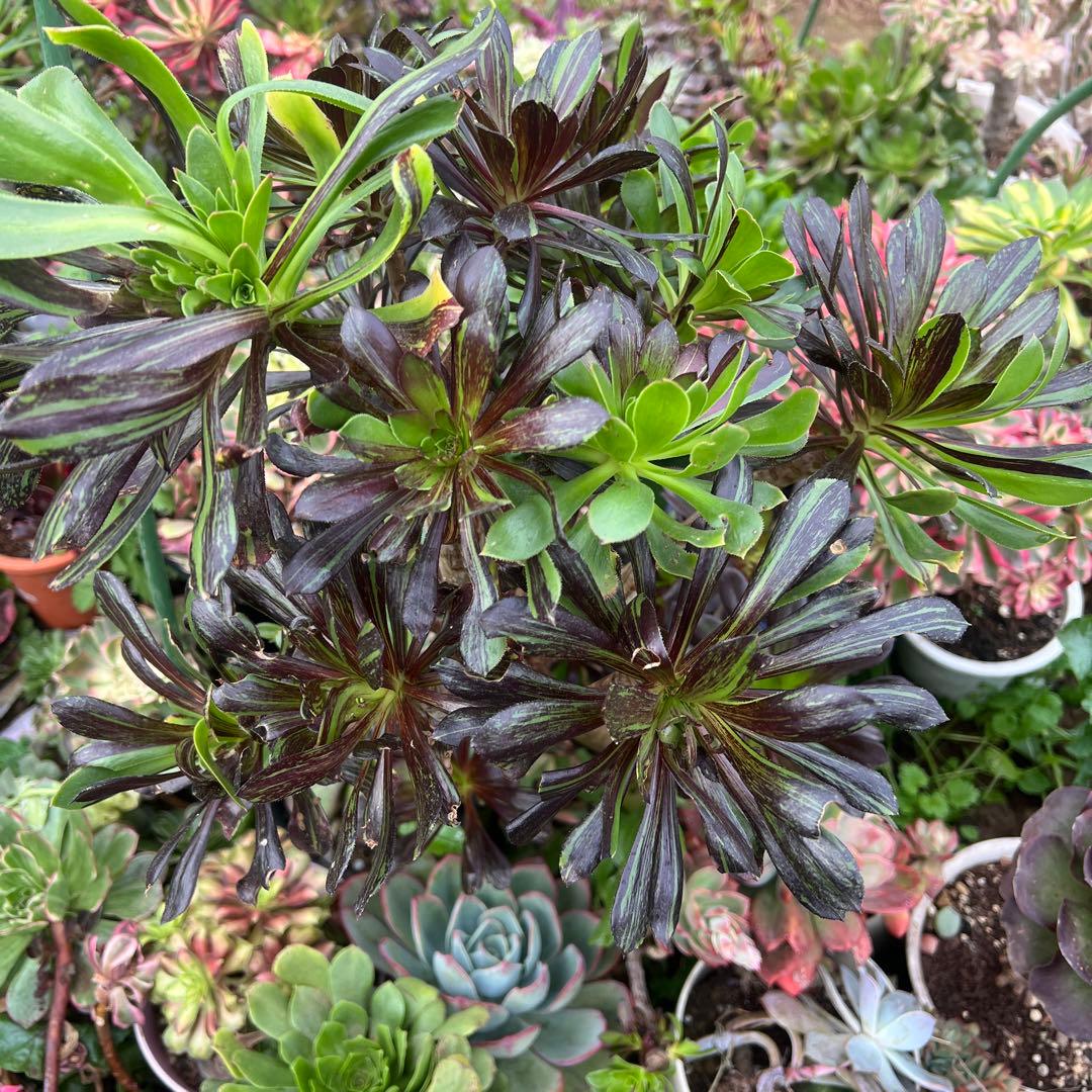 多肉植物。アエオニウムビッグバン抜き苗