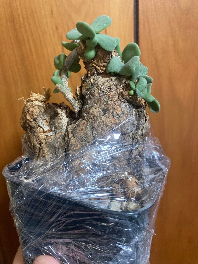 ケラリア ピグマエア　発根済　現地球