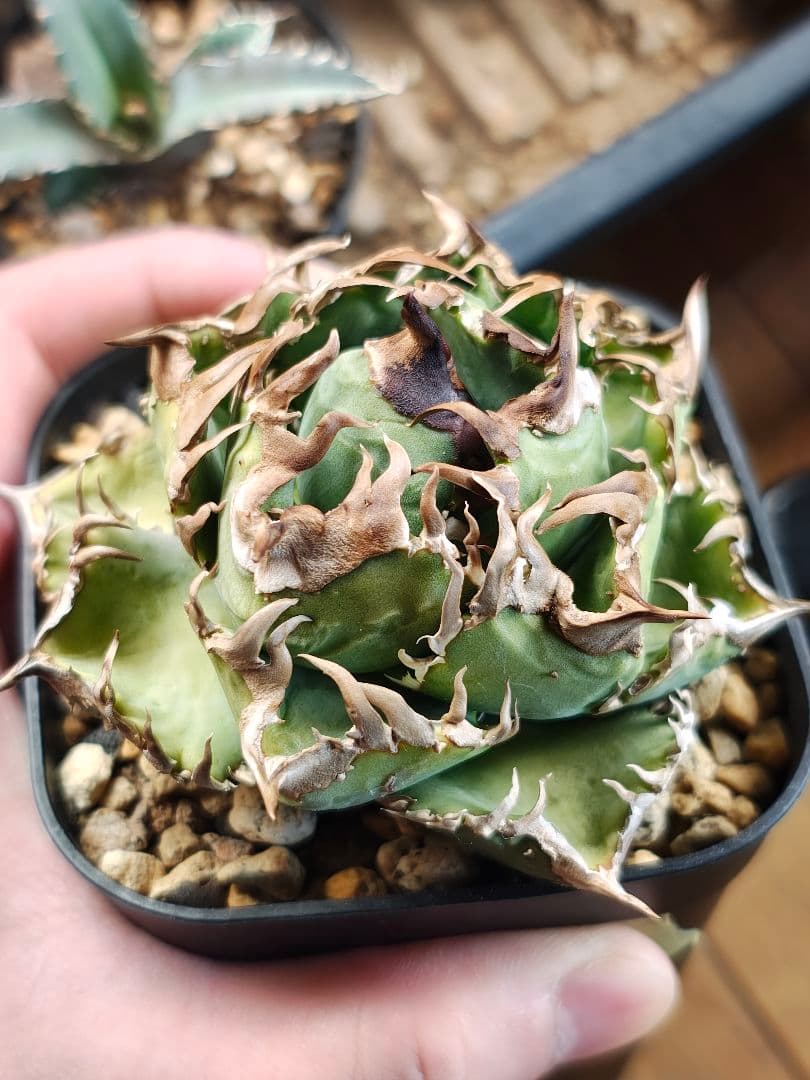 アガベ　実生　クローン