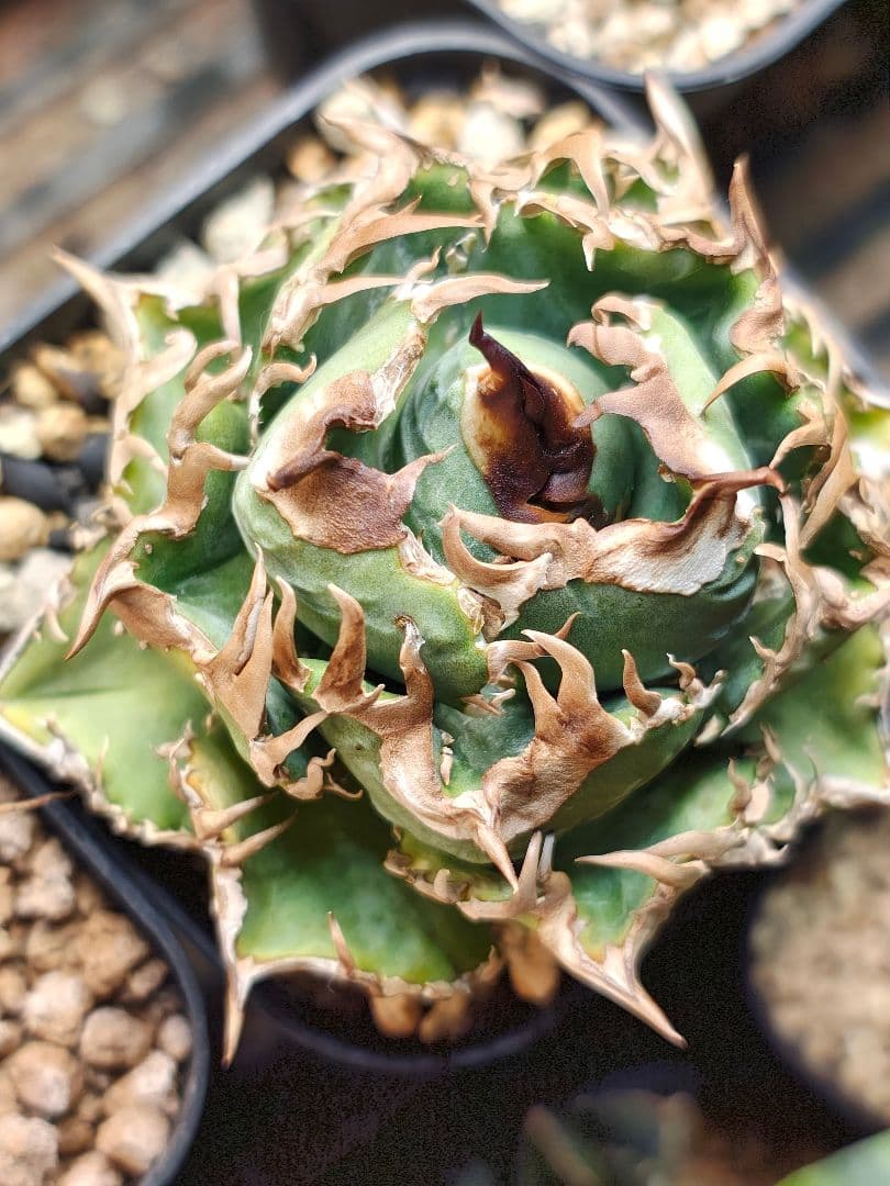 アガベ　実生　クローン