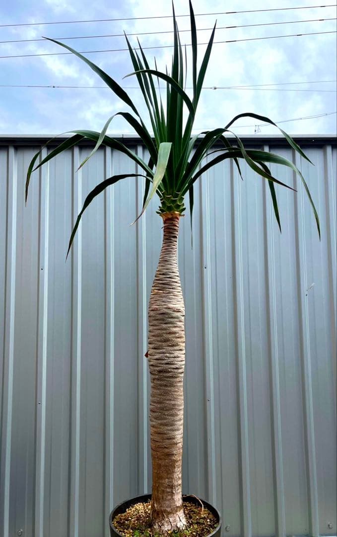 超大型！　ドラセナ ドラコ　Dracaena draco 【直接引き渡し】　ヤシ