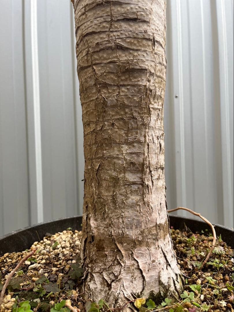 超大型！　ドラセナ ドラコ　Dracaena draco 【直接引き渡し】　ヤシ