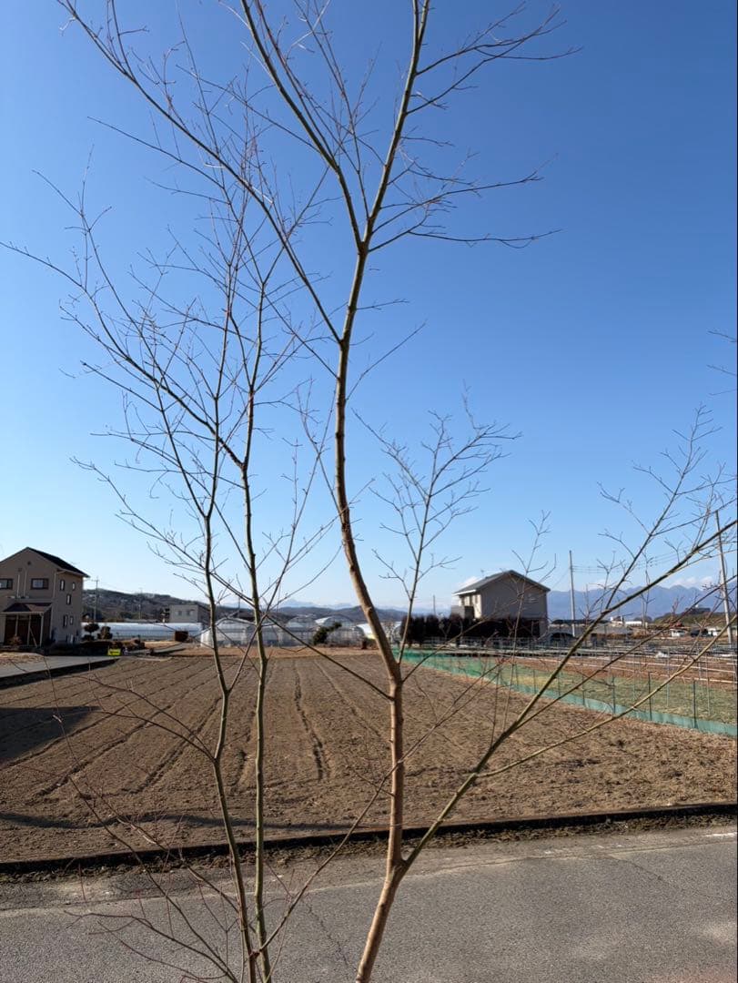 山採り イロハモミジ 自然樹形
