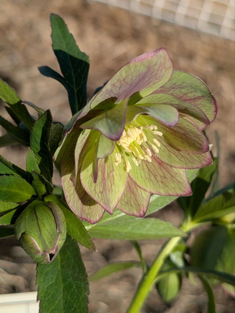 クリスマスローズ 高橋育苗 リトルビースト ファントム dd ワイルドベイン