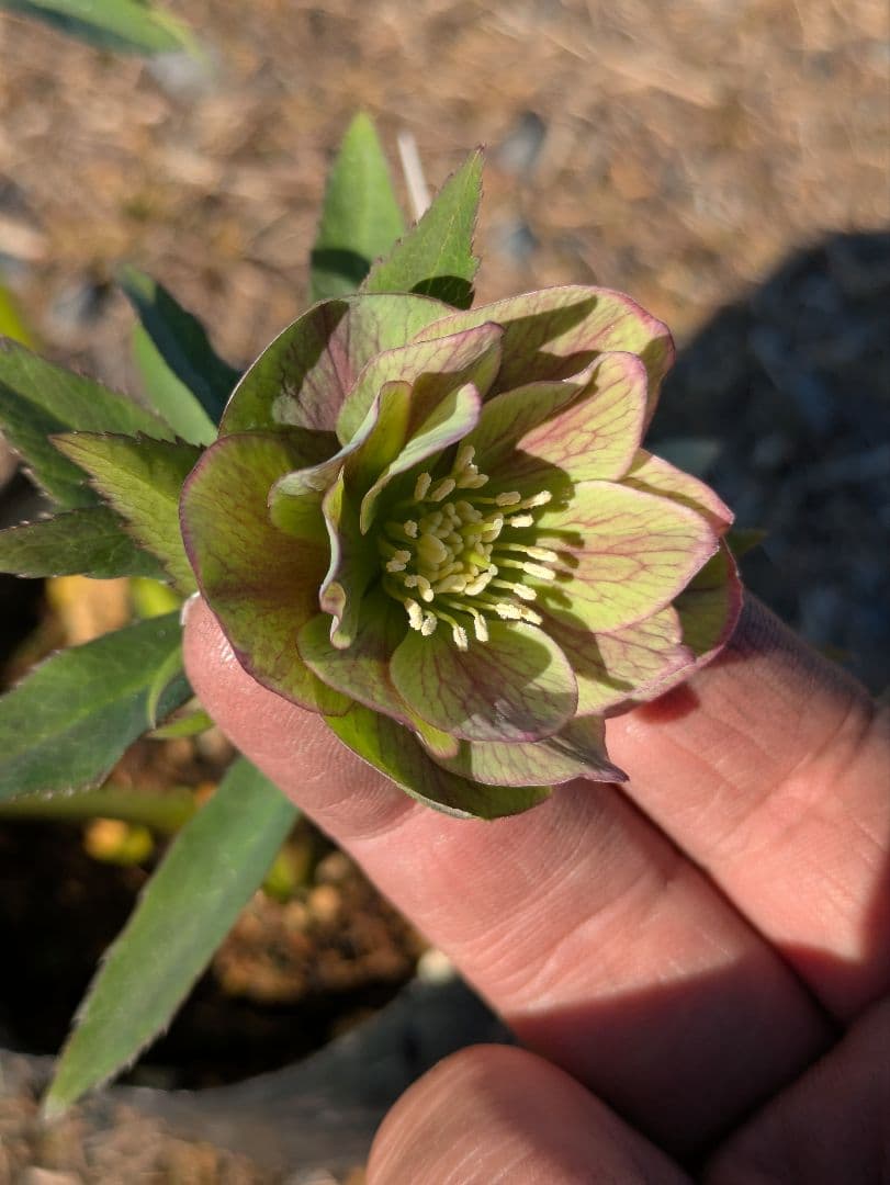 クリスマスローズ 高橋育苗 リトルビースト ファントム dd ワイルドベイン