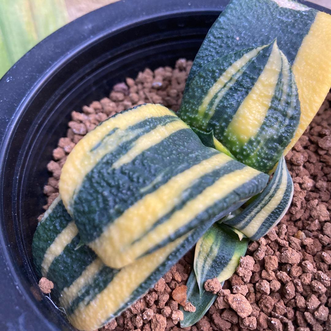 ガステリア 臥牛錦　斑入り良