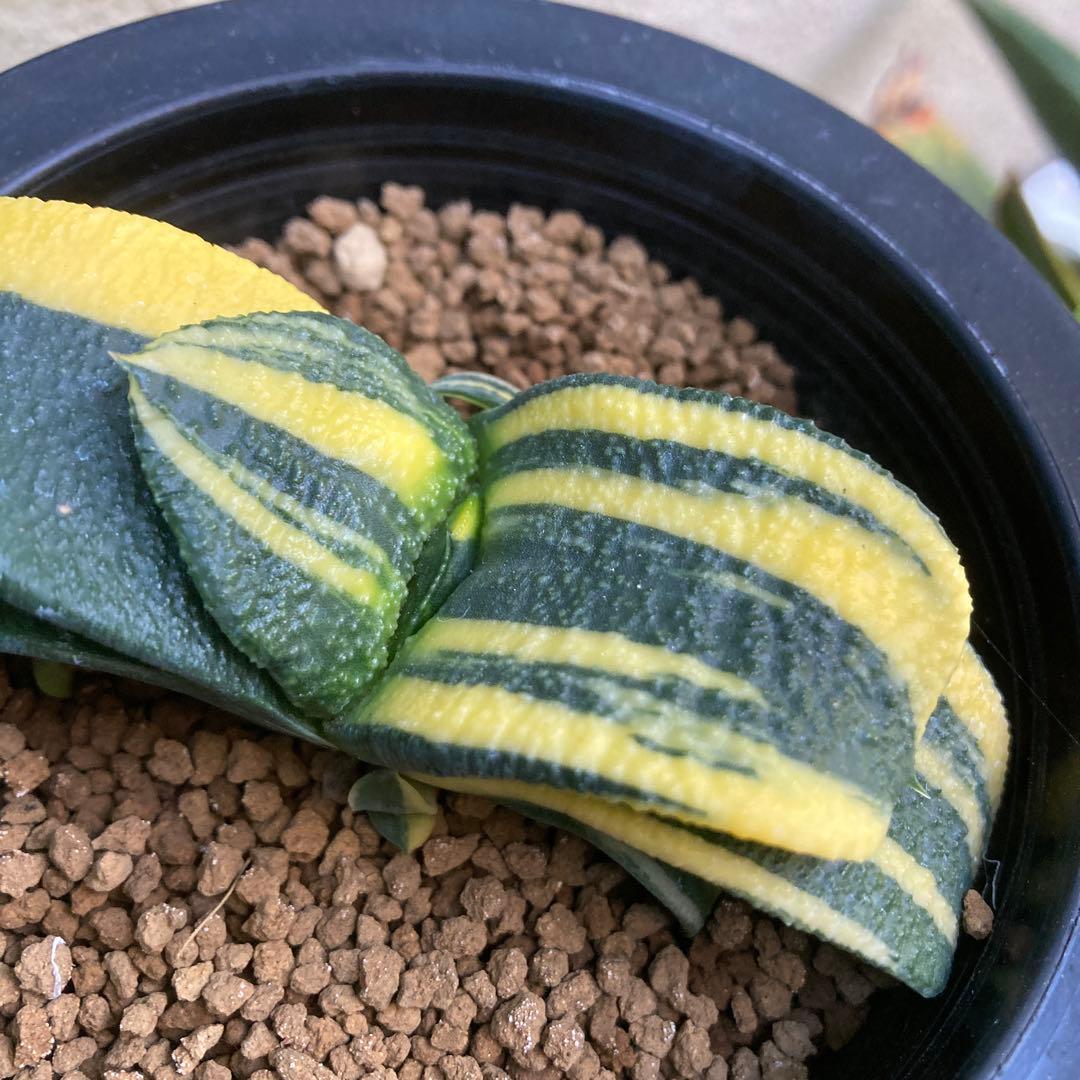 ガステリア 臥牛錦　斑入り良