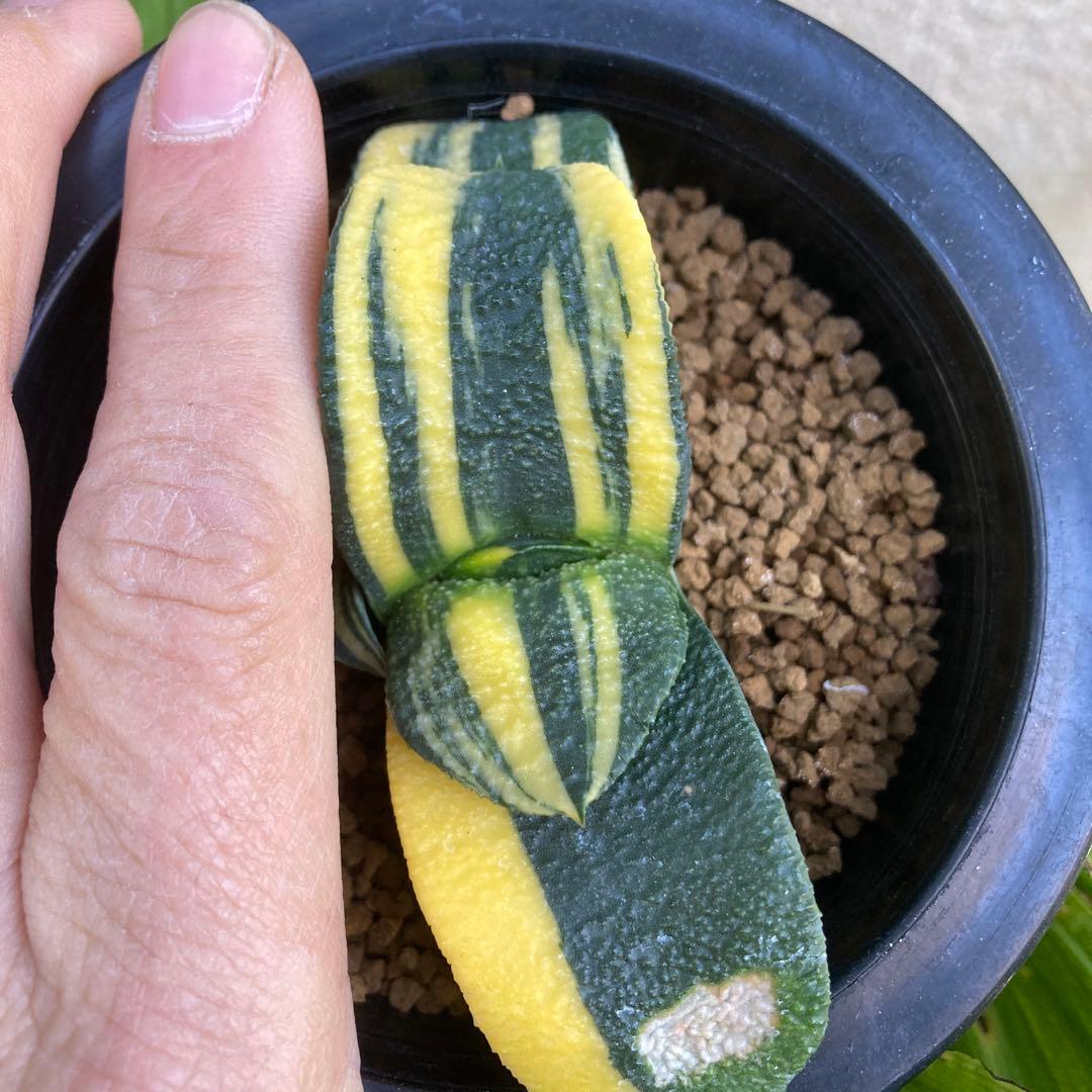 ガステリア 臥牛錦　斑入り良