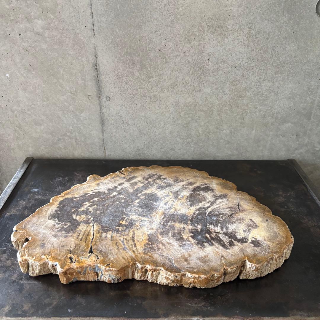 珪化木 木化石 フォッシルプレート 2 ペトリファイドウッド インテリア
