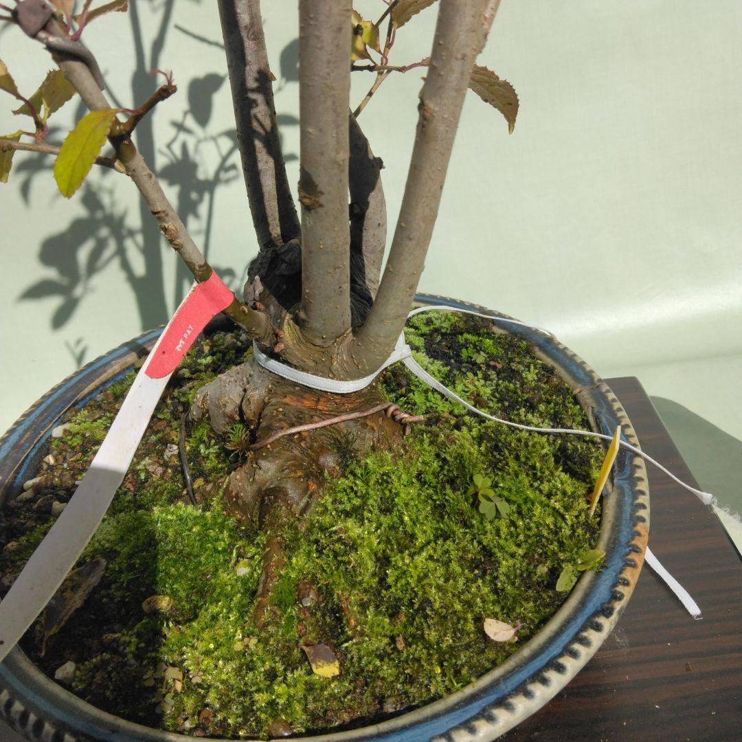 ウメモドキ盆栽です。7幹仕立て