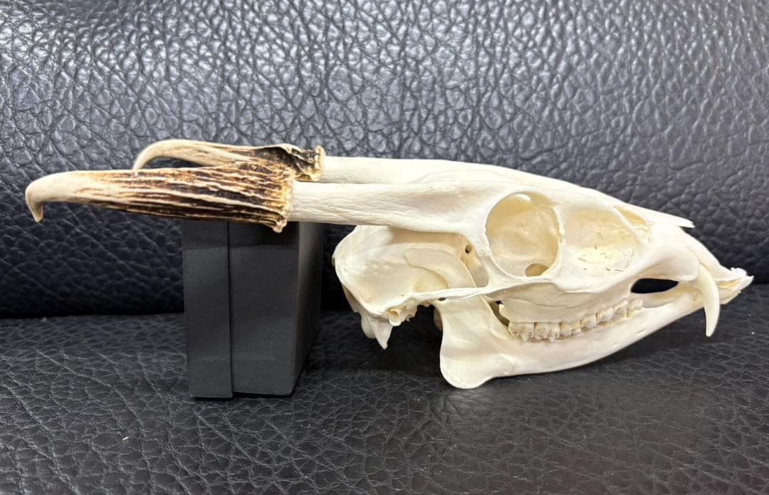 良品！ キョン（ヨツメジカ）Muntjac 頭骨　A