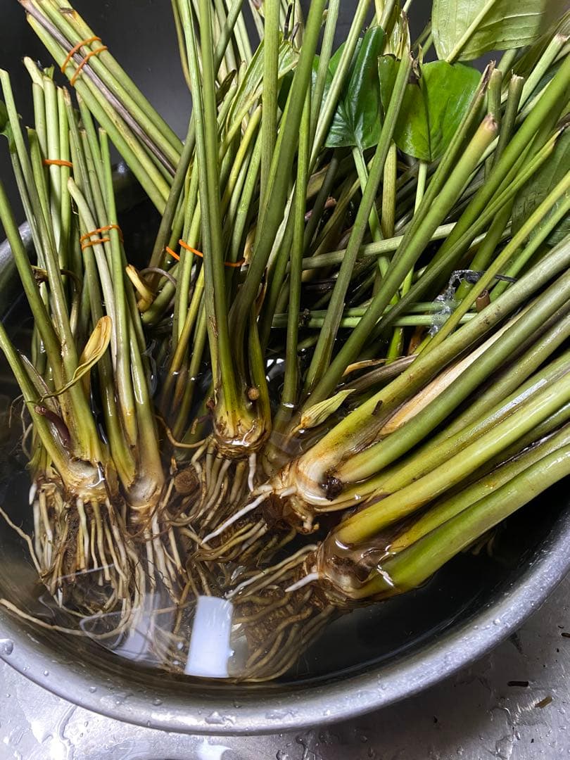 タッカ シャントリエリ/Tacca chantrieri【緑/黒】