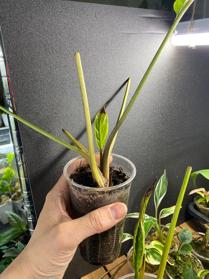 タッカ シャントリエリ/Tacca chantrieri【緑/黒】