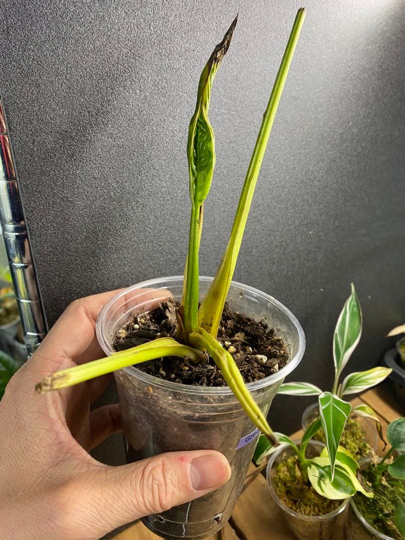 タッカ シャントリエリ/Tacca chantrieri【緑/黒】