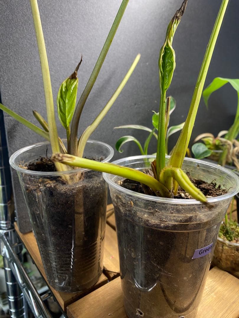 タッカ シャントリエリ/Tacca chantrieri【緑/黒】