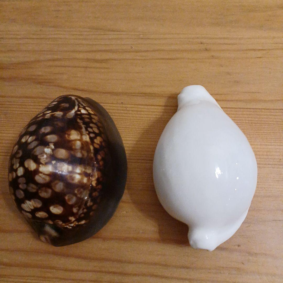 タカラガイ　ウミウサギガイ　屋久島天然