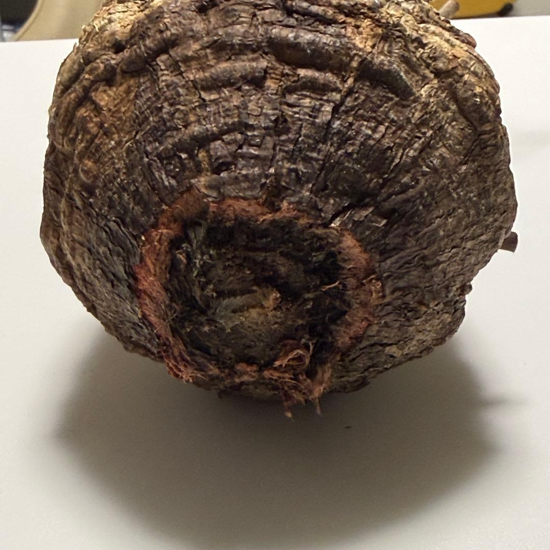 オペルクリカリア パキプス 現地株 ベアルート