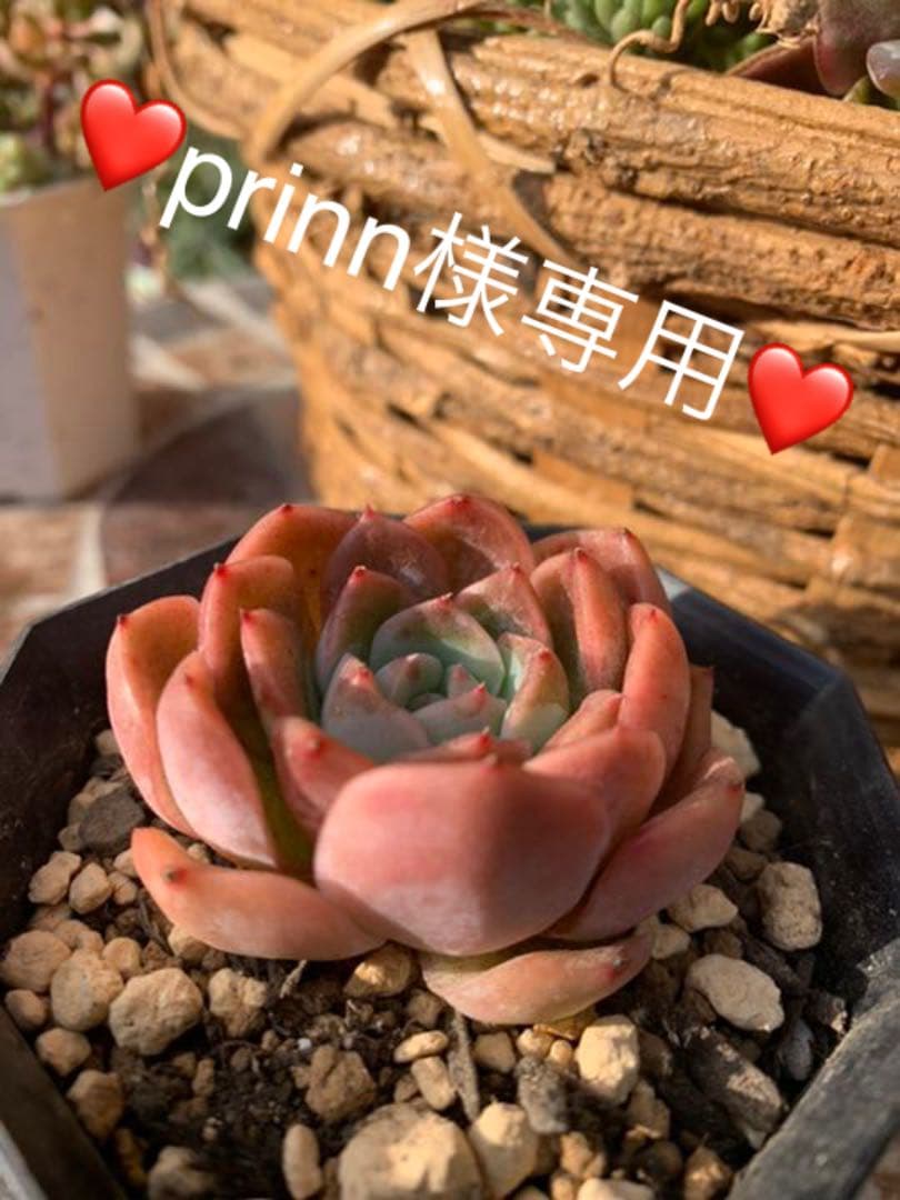✧༺♥༻ Creamee  根付✧༺♥༻