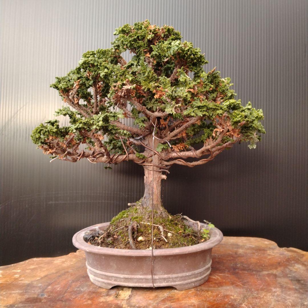 石化ヒノキ盆栽、小品盆栽