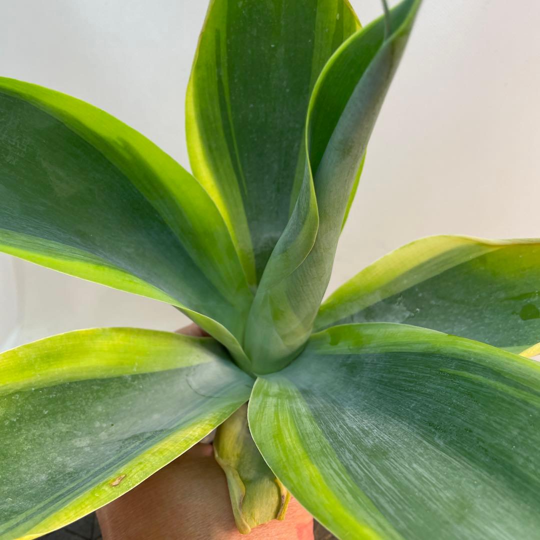 アガベ　アテナータ　‘Huntington Blue Lightning’