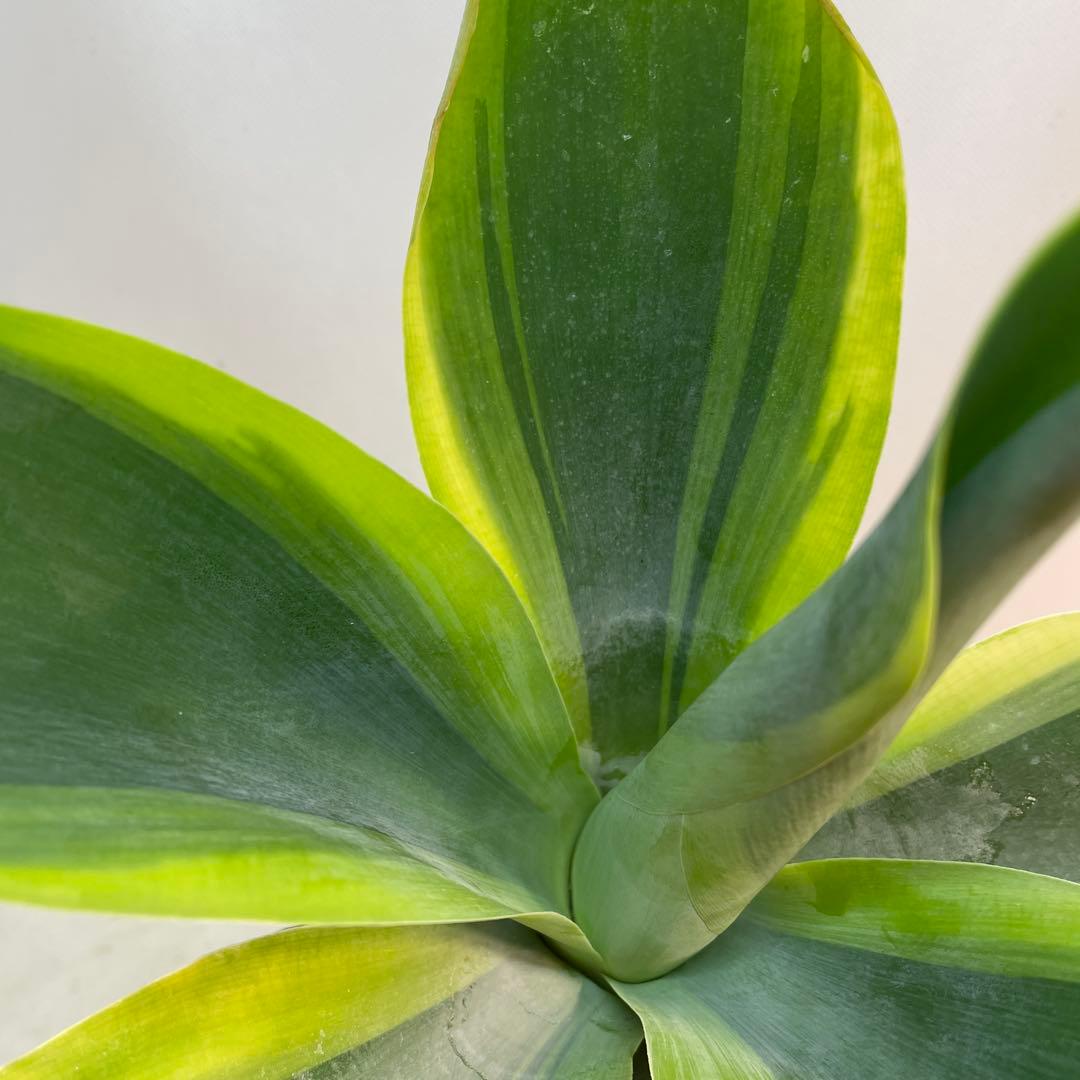 アガベ　アテナータ　‘Huntington Blue Lightning’