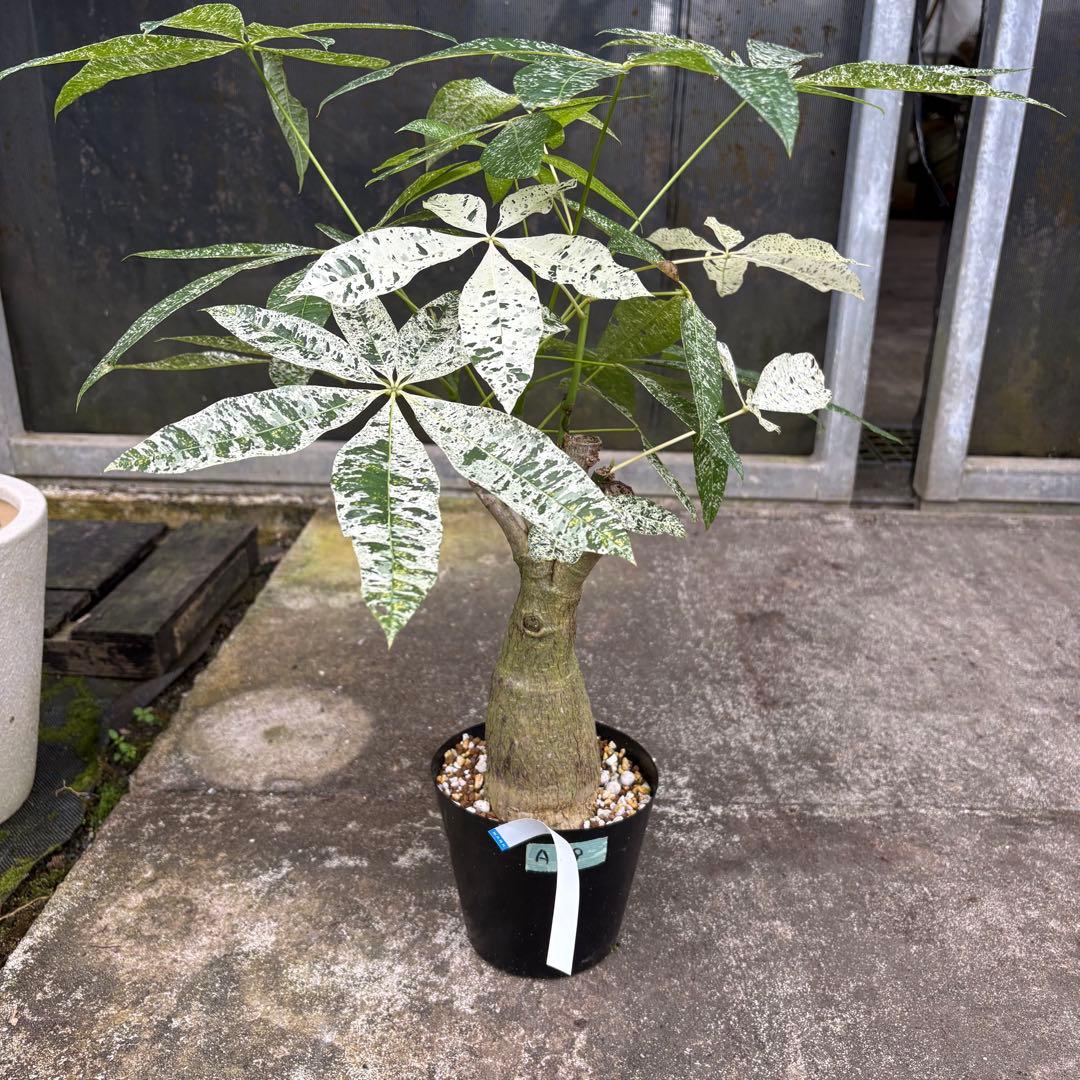 パキラ ミルキーウェイ 四箇所接木仕立て｜約65cm｜5号鉢｜無機質用土