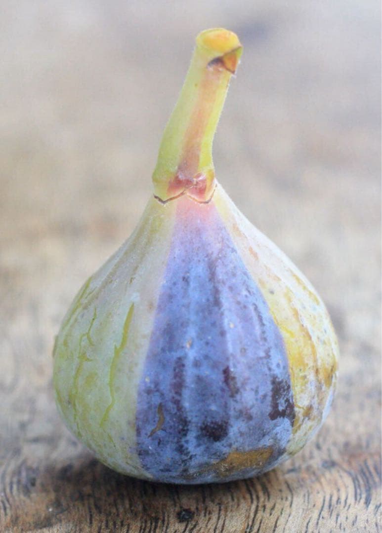 激ヤバ変態いらっしゃい　Campaniere Mutant　イチジク 穂木　　苗