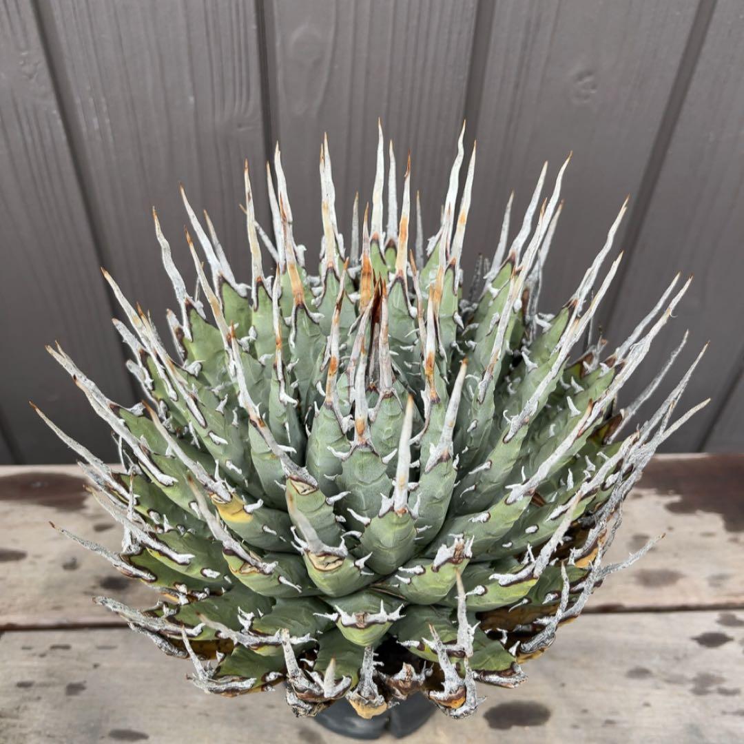 《期間限定販売❗️》『アガベ ユタエンシス　エボリスピナ』極美株　現地球　発根済