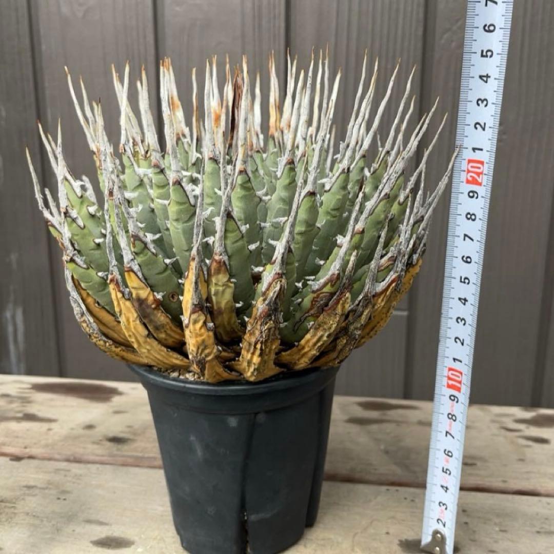 《期間限定販売❗️》『アガベ ユタエンシス　エボリスピナ』極美株　現地球　発根済