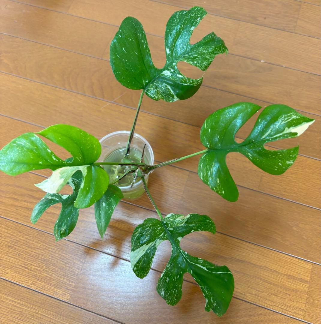 希少　ラフィドフォラテトラスペルマ　タイコンステレーション　カット苗　大株