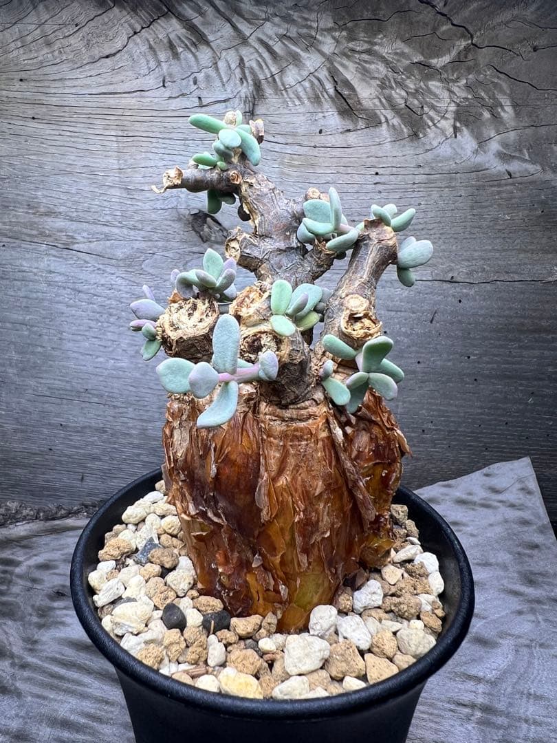 最終値下げ　発根済　ケラリアピグマエア　12