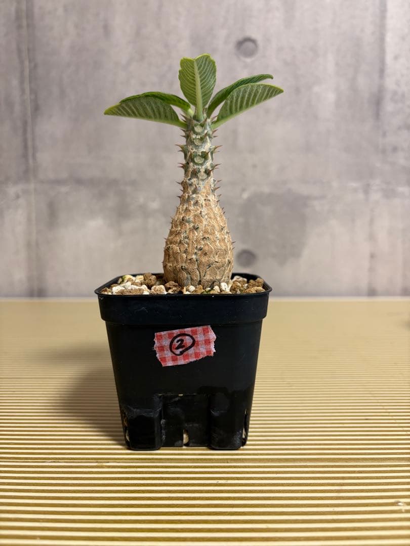 国内実生株 パキポディウム ウィンゾリー②