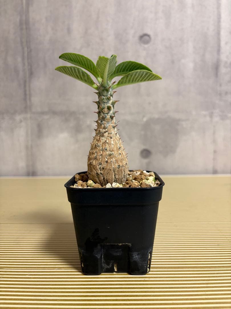 国内実生株 パキポディウム ウィンゾリー②