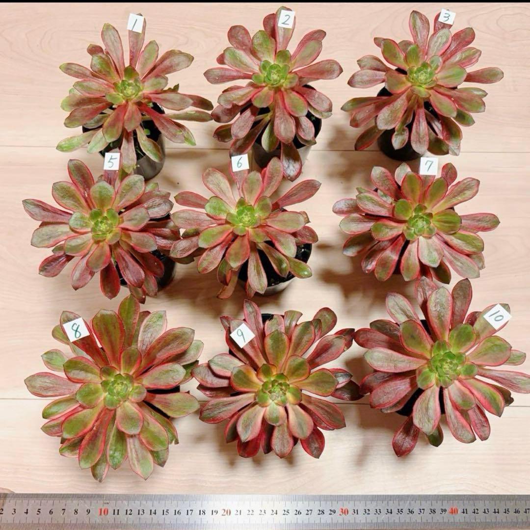 多肉植物アエオニウム錦❤️ ブードゥー糸引き錦 ❤️1大頭14-16cm拔き苗