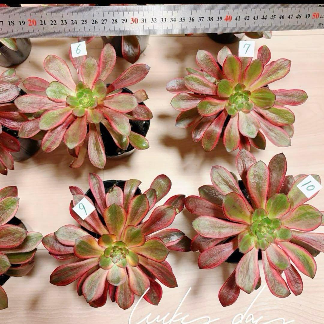 多肉植物アエオニウム錦❤️ ブードゥー糸引き錦 ❤️1大頭14-16cm拔き苗