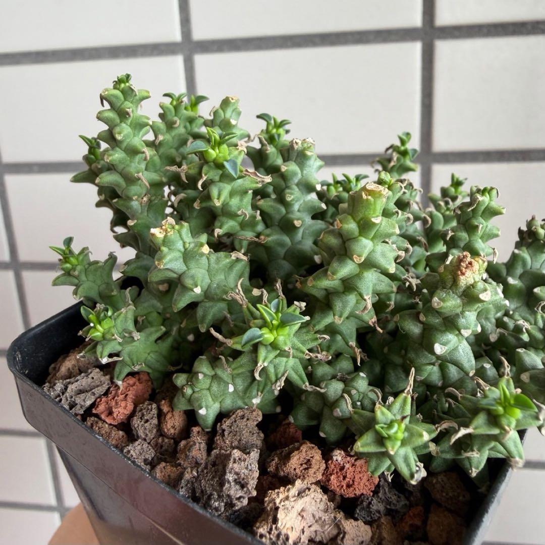 珍種タコモノ ユーフォルビア プラニセプス 実生6.5cm鉢