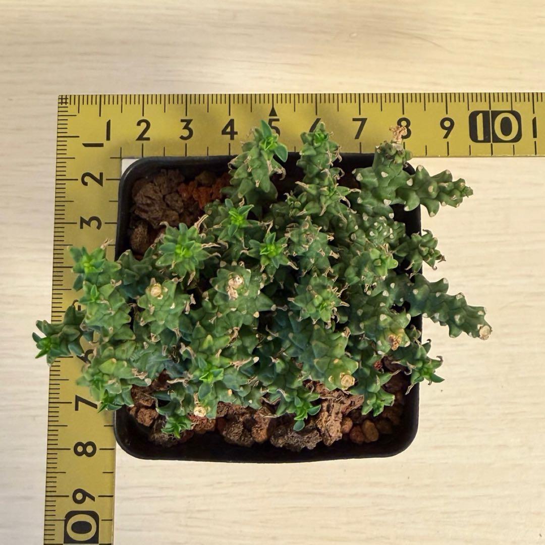 珍種タコモノ ユーフォルビア プラニセプス 実生6.5cm鉢