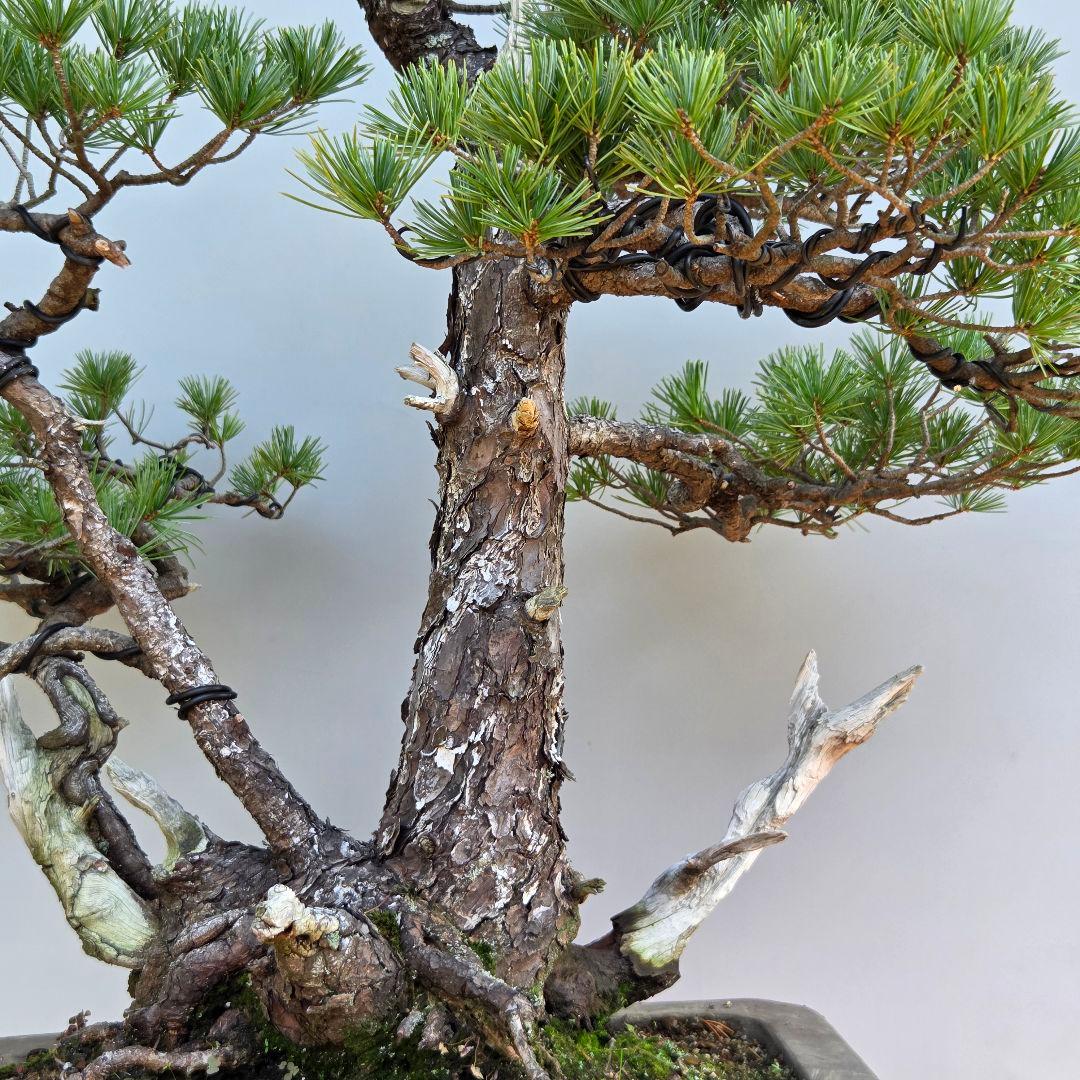 五葉松　山木　[三幹立ち]　大品盆栽