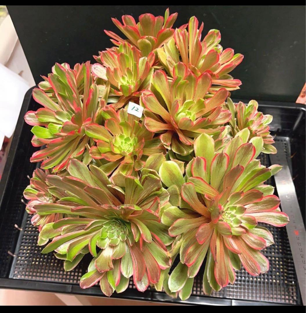 12#多肉植物アエオニウム錦❤️花顏ピンクディジー❤️22頭33cm 拔き苗