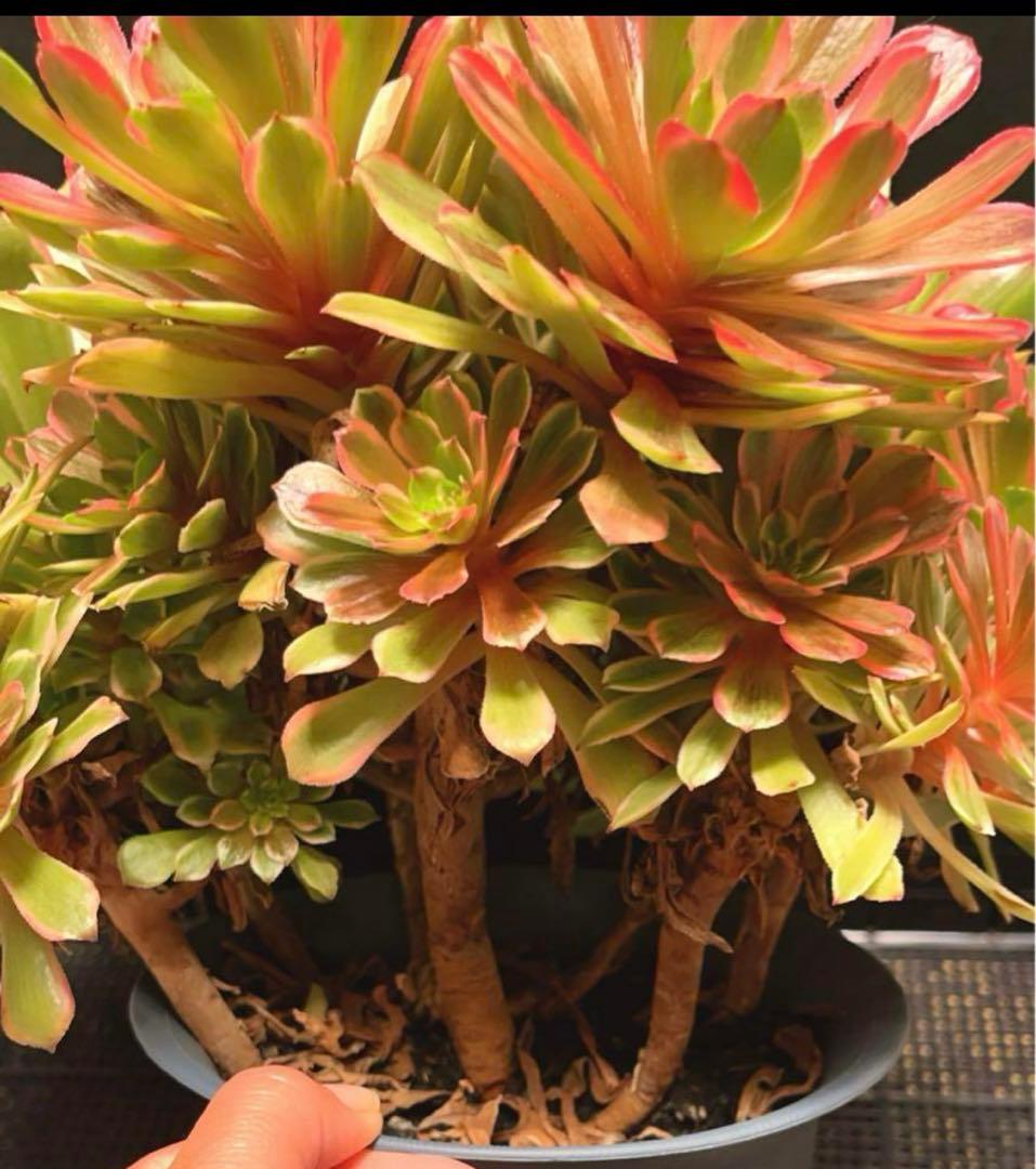 12#多肉植物アエオニウム錦❤️花顏ピンクディジー❤️22頭33cm 拔き苗