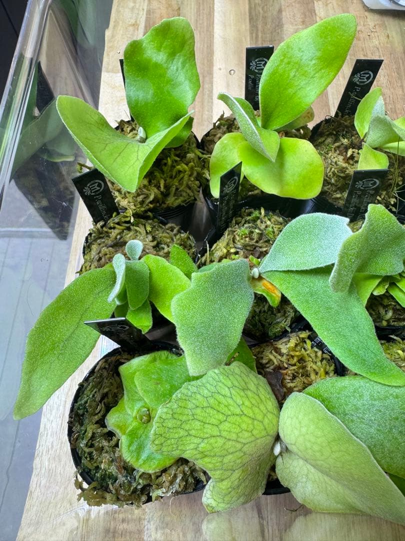 ビカクシダ　15種　⑤