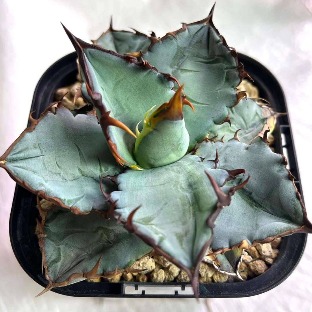 アガベ　チタノタブルー　実生　選抜