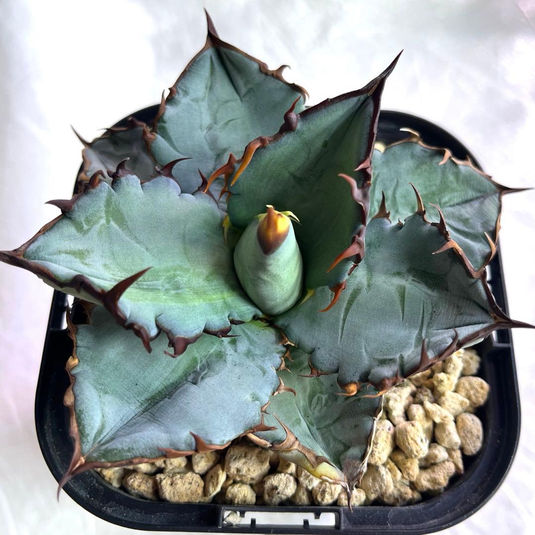 アガベ　チタノタブルー　実生　選抜