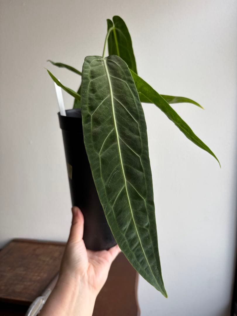 アンスリウム ワロクアナム 3号 ロングポット ②