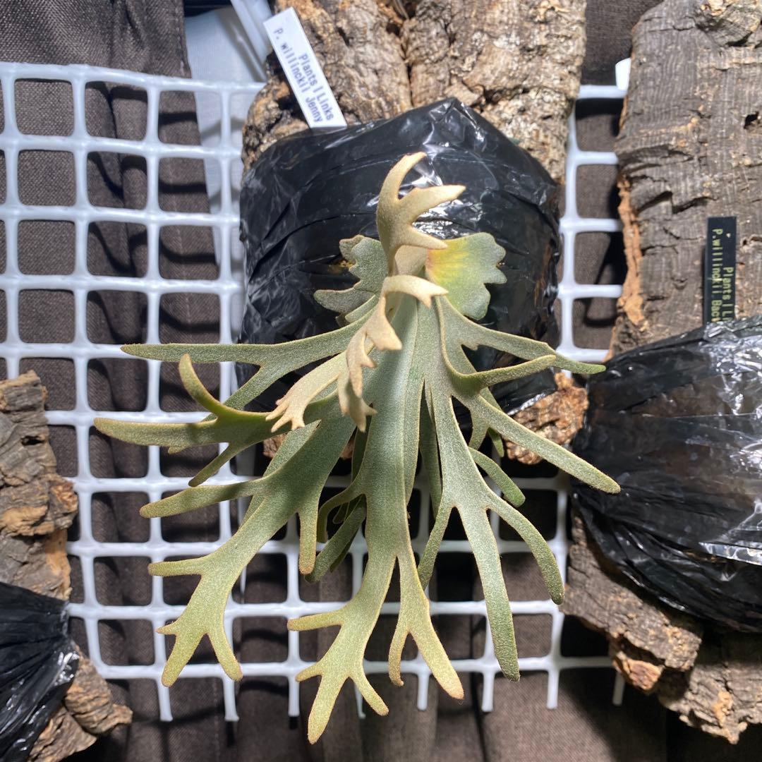 P.willinckii Jenny(TC)【中期養生株】