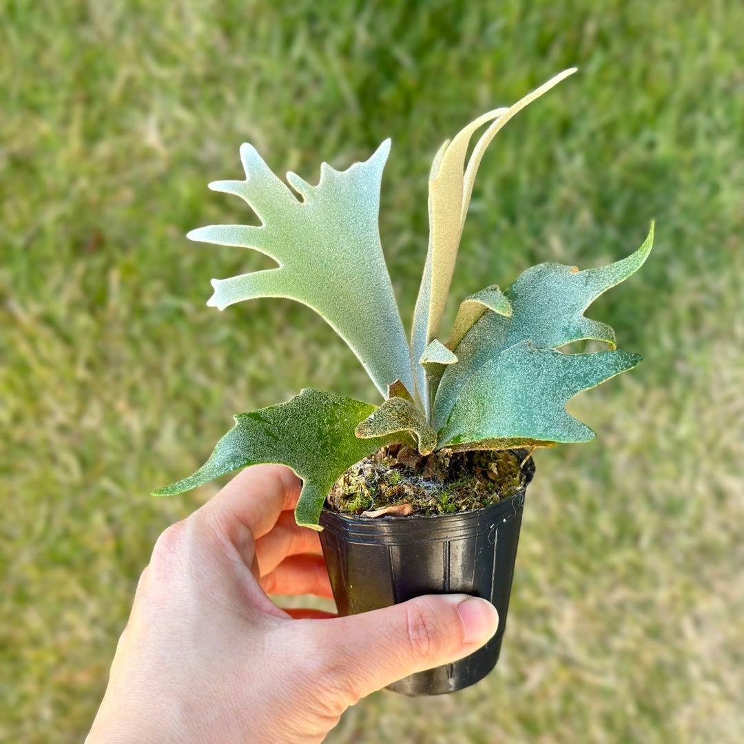 速達！！P. willinckii ’Jenny’ TC 2846