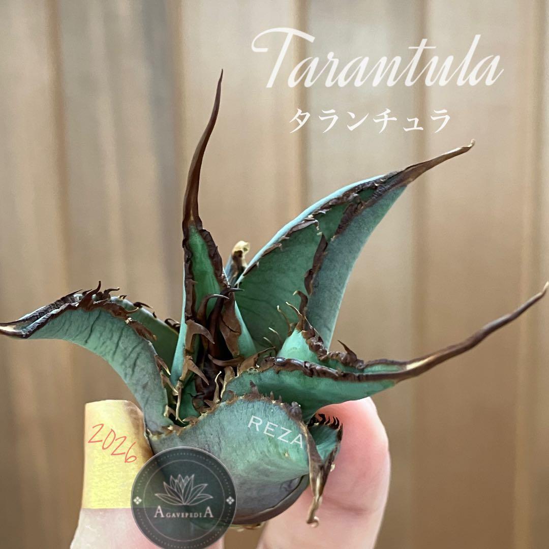 p*r様 【初売りオークション】37 REZA産　イラン株　超長棘　アガベ　タラ
