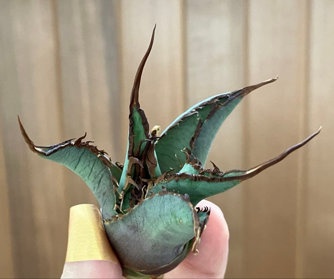 p*r様 【初売りオークション】37 REZA産　イラン株　超長棘　アガベ　タラ